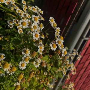 Failed You (feat. MORENITO)