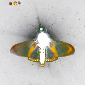 Caprichos de Percepción