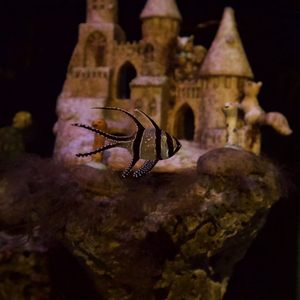 梦境在远方应验