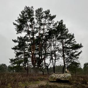 Ferienbestäuber für Feenhändefüße