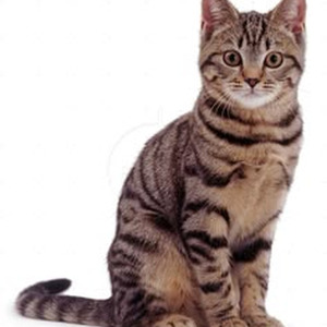 hatchback (slowed + reverb)