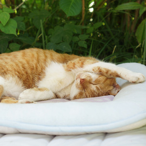 Relaxing Orchestra for Cats