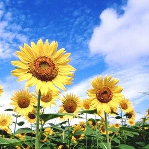 江南雨季（古筝钢琴纯音乐）