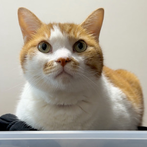 引き出し出したら終わりだね (Short Ver.)