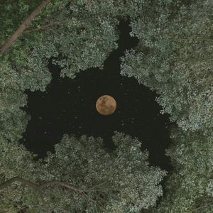 晚夜微雨问海棠