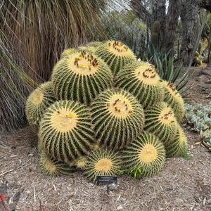 Practice (feat. Rabbít)