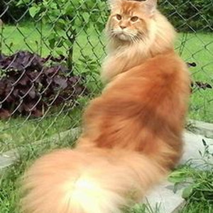 Thug 4 Life (sped up)