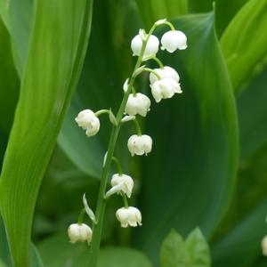 Lily of the Valley
