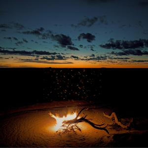Campfire