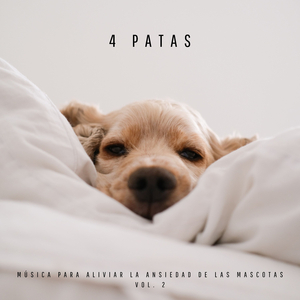 Música Para La Ansiedad De Los Gatos