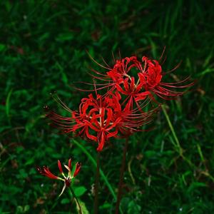 最初的记忆(DJ重制版)