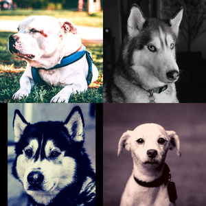 温和可爱的狗梦想