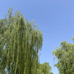 朋友圈