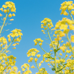 油菜花开了