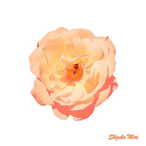 봄을 기다리는 마음으로