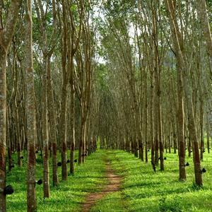 หลาบแล้วกรุงเทพ