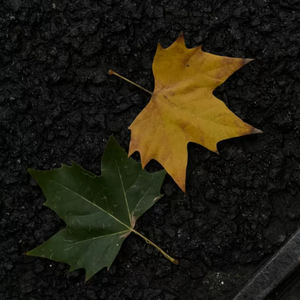 一个像夏天一个像秋天