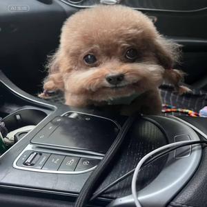 Chinese Rapping Dog (feat. KrashOut) (base boosted)