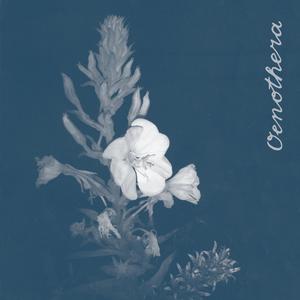 Oenothera