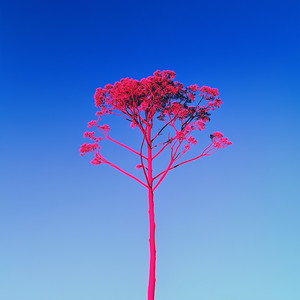 His (Edit)