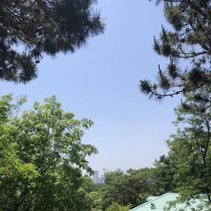 董小姐( 宋东野)