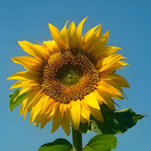 伊犁天马天上来