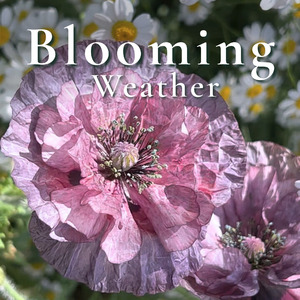 Blooming Weather