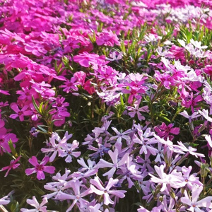 一个陌生女人的来信