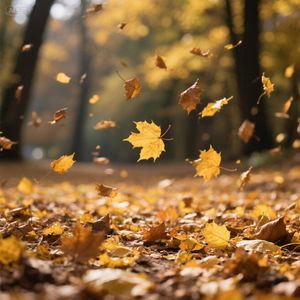 秋风落叶思无尽