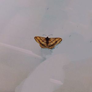 注意力分散（Prod.Heisenberg）