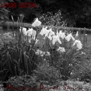 Devaneios (feat. Necrosynth)