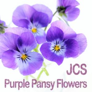 Purple Pansy Flowers
