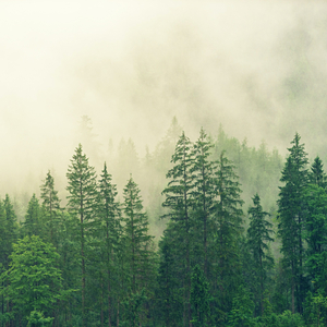 Restful Rain