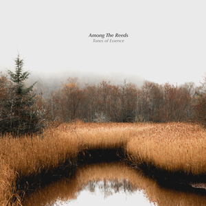Among The Reeds