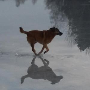Trotsar Allt