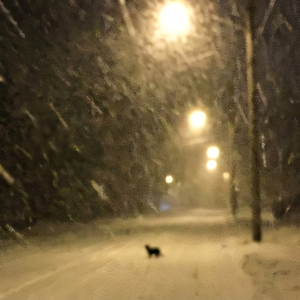 Одинокий котёнок