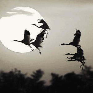 Hongzhe_Cui- Void（uuml Deep Mix）