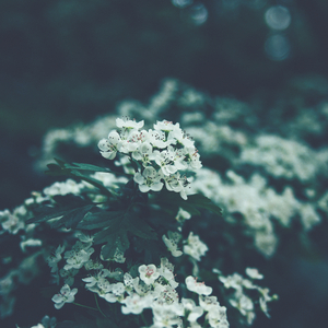 Softness Red (Zen Ambient Meditation)