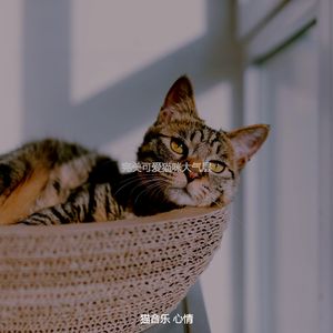 诗意的可爱猫咪节奏