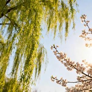 春风何时来 (Cover 巴扎黑)