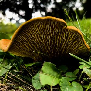 Extrospection (Instrumental)