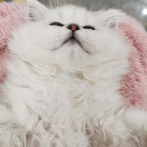 宝藏女孩_（抖音版）