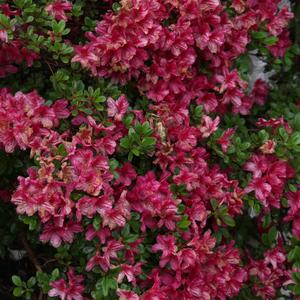 静谧雨巷(轻音乐)