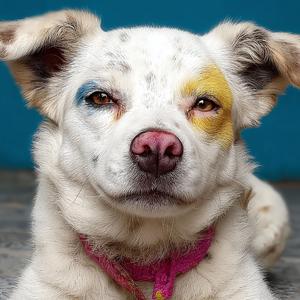 可我还是在梦里看见她