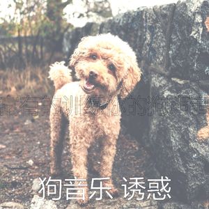 柔和的小狗时刻