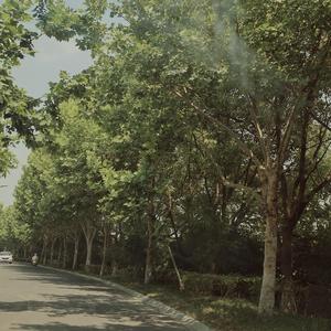 我愿化风飘扬(纯音乐)