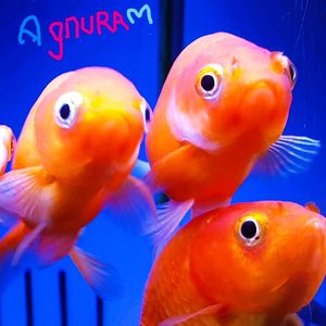 We allow it (Medley)