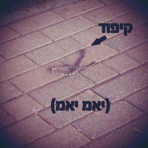 אכלתי לך את הקיפוד