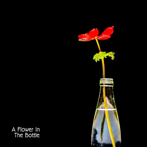 A Flower In The Bottle