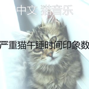 精彩睡猫环境